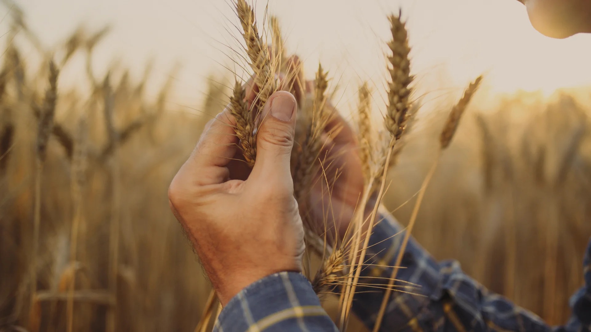 organic raw materials and purity of taste of Nemiroff vodka