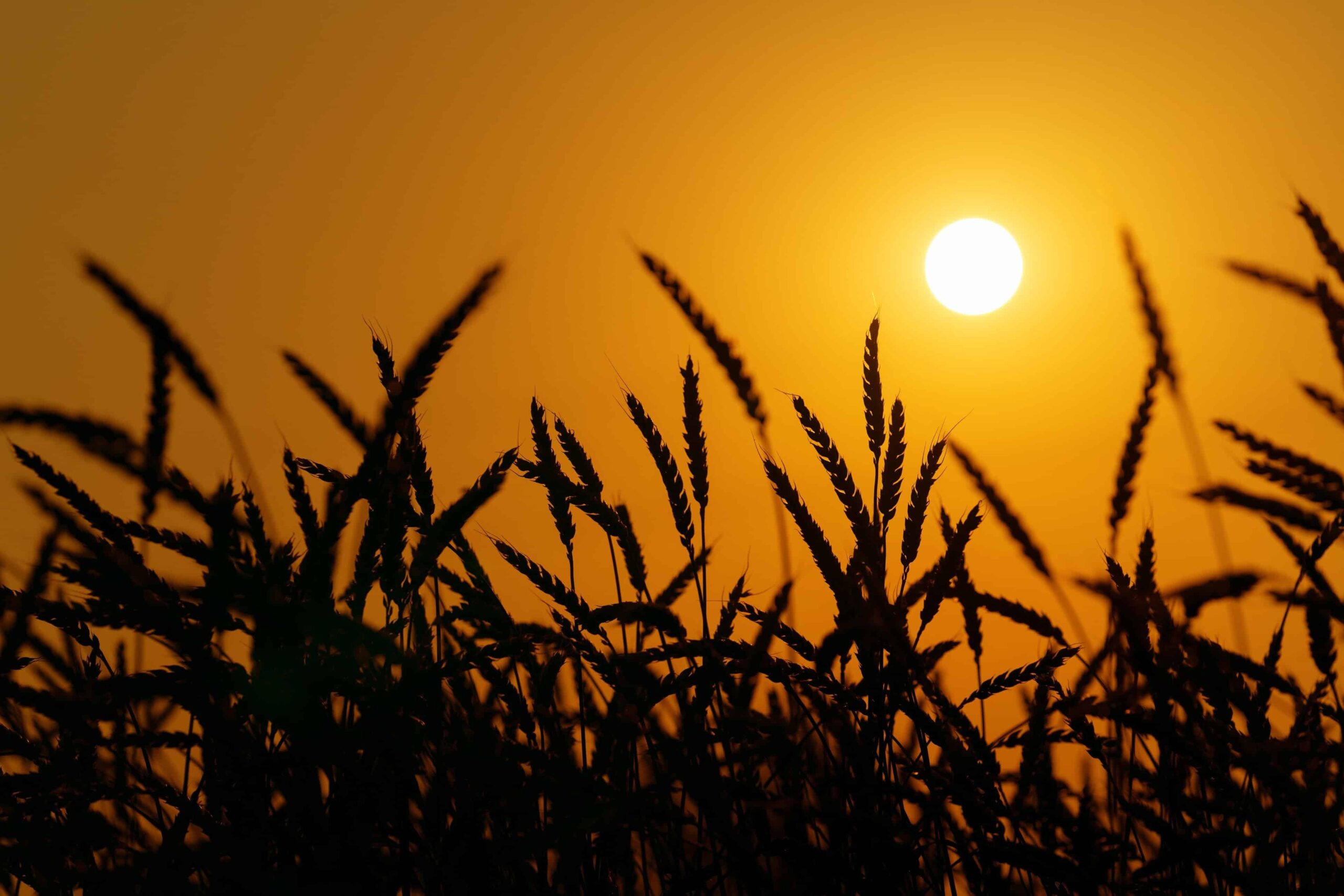 the impact of climate on grain yields